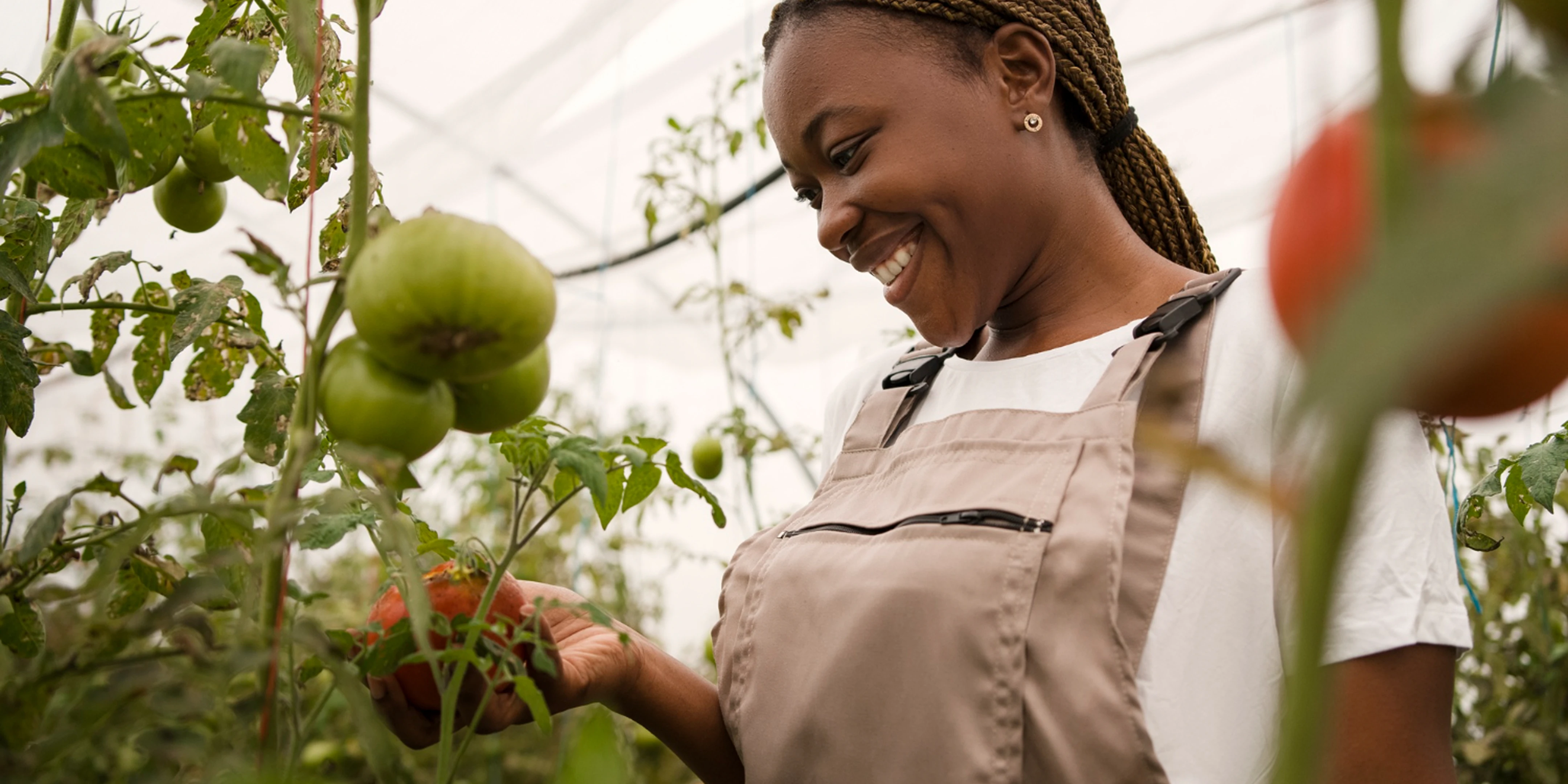 Woman agripreneur harvesting fresh produce in a greenhouse
