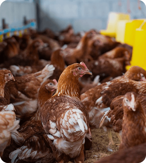 Livestock & Poultry