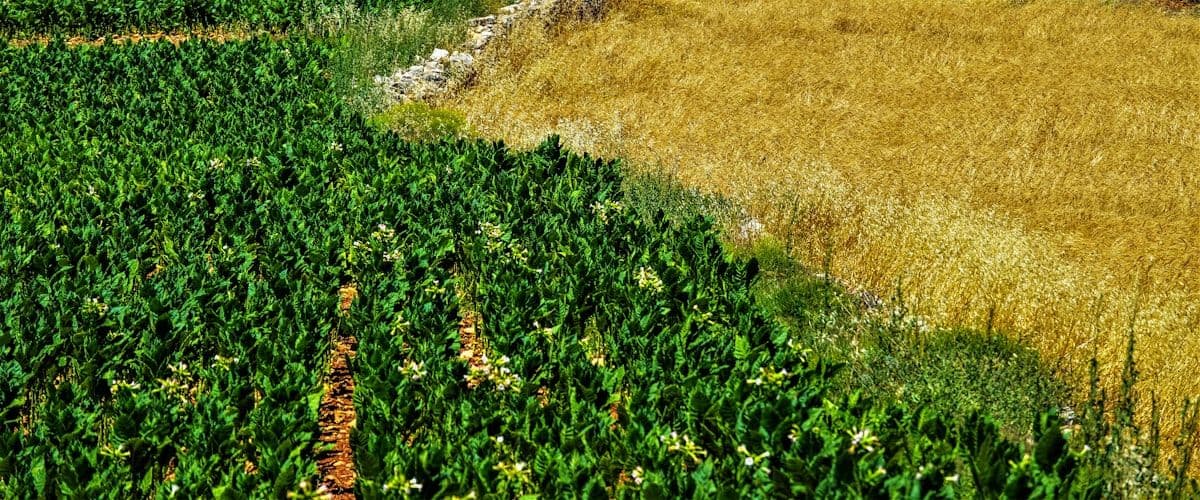Agripreneurs harvesting crops together