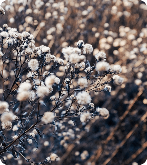 Cotton & Garment